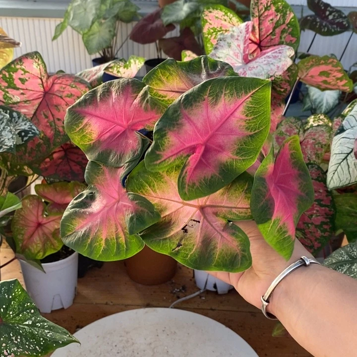 完全开放樱桃小丸子微瑕