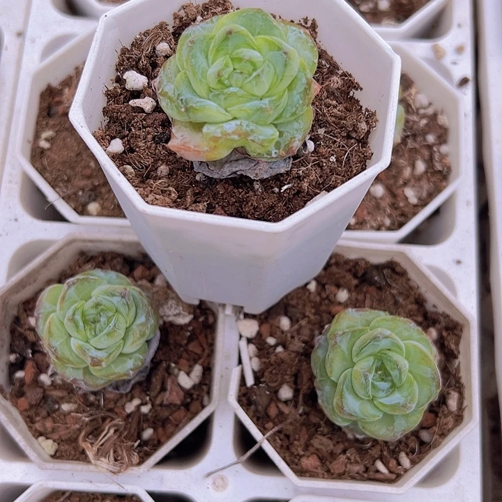 方糖带盆19包邮多肉