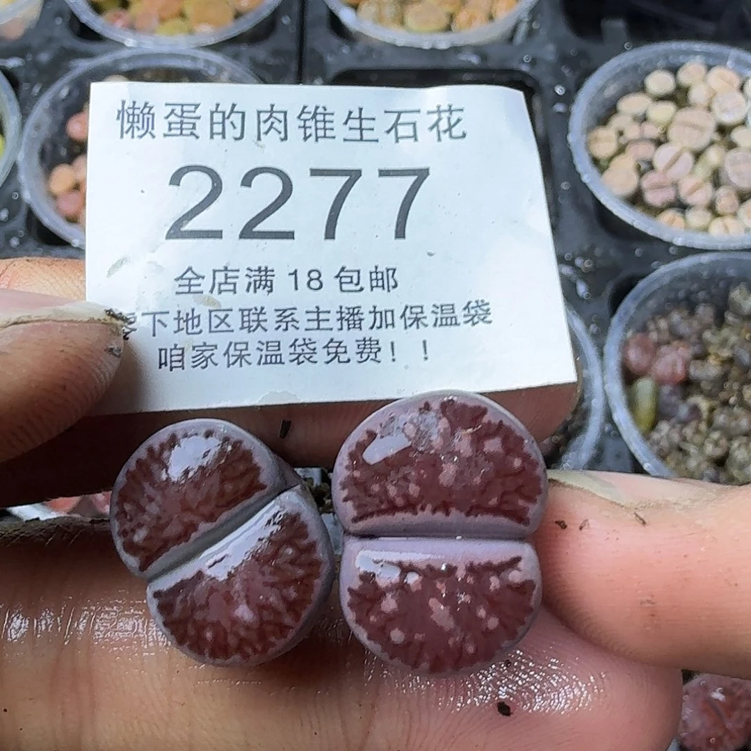 2277岛田四年紫菊福利