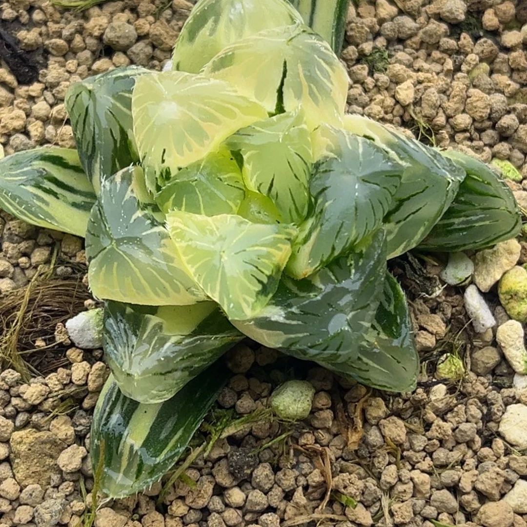 655夏沫玉露锦极上斑