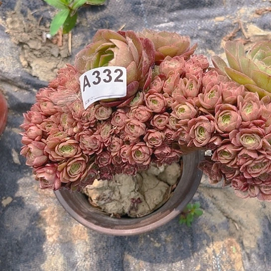 万圣节法师朵朵缀1.1