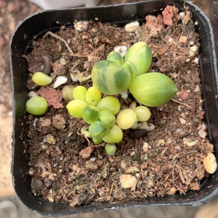 一我一拍满18包邮