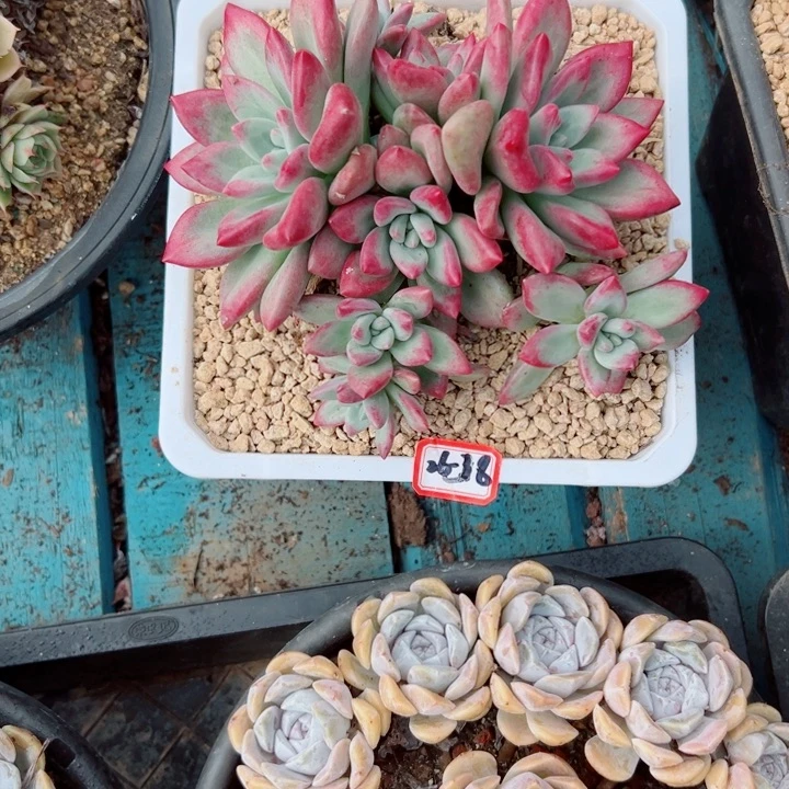 天****精品多肉植物老桩