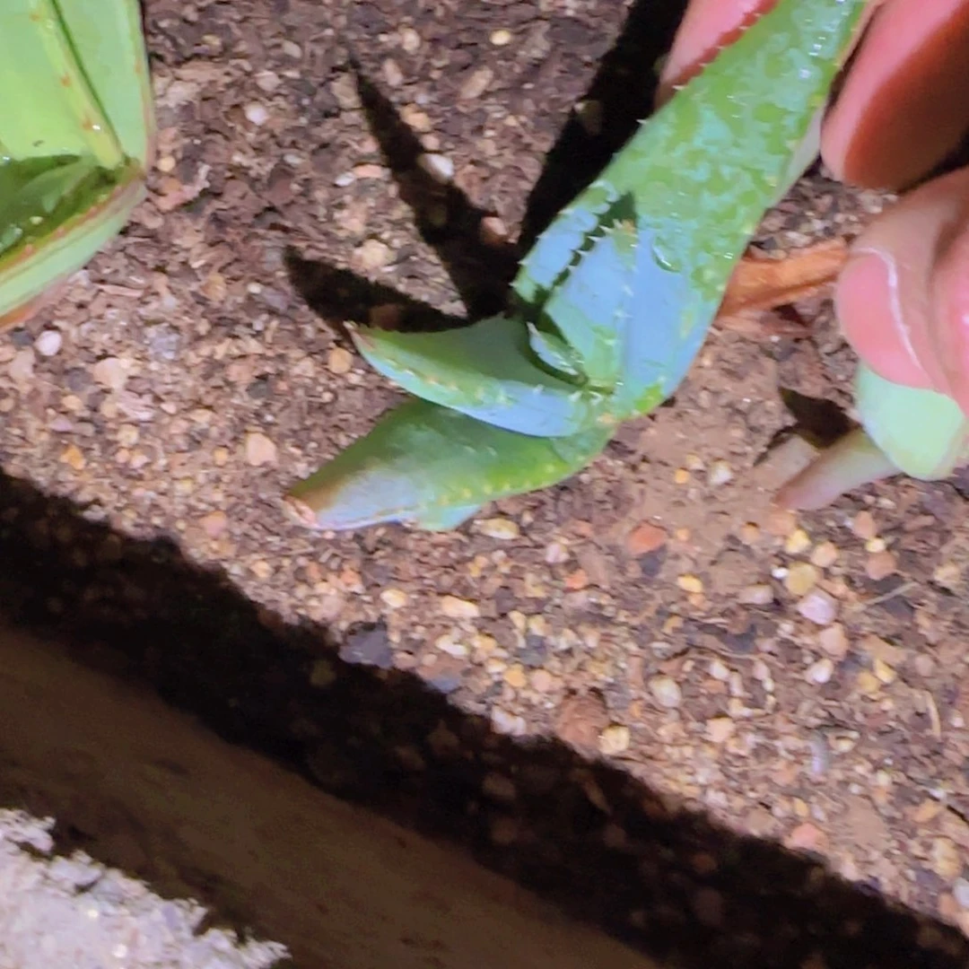 石**小块根植物块根植物