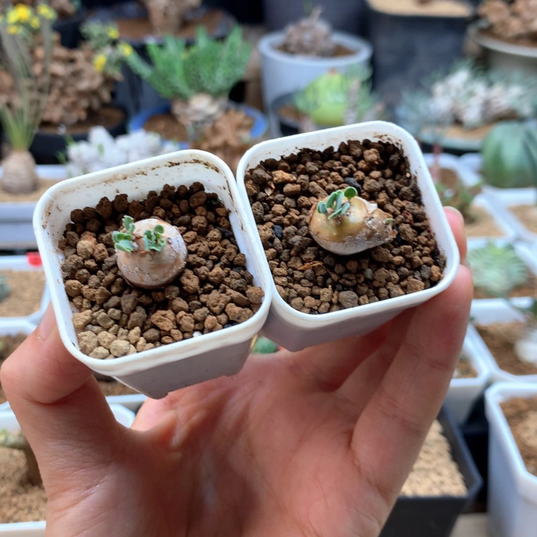 园艺小格加厚敦菊带盆