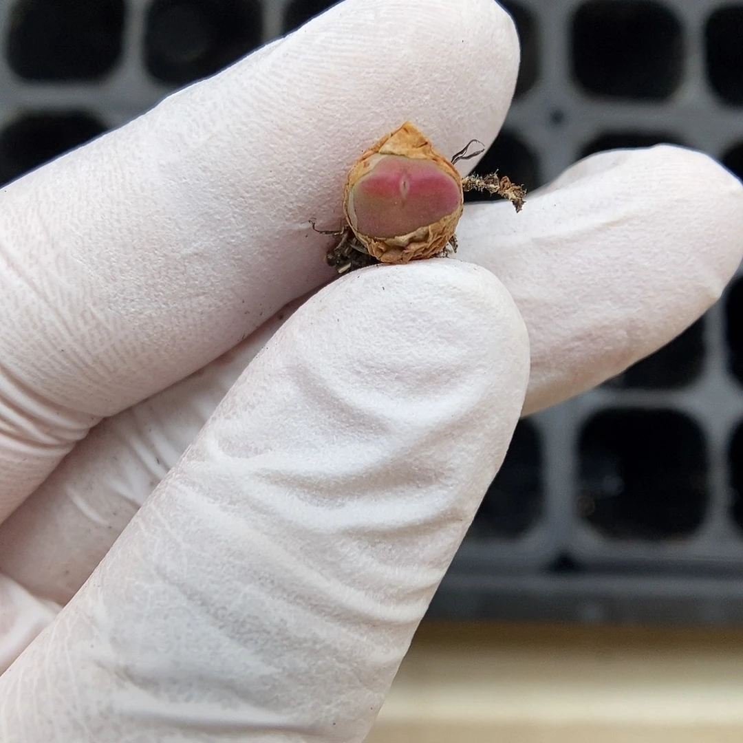 多肉植物K-2099（0.7）将杂