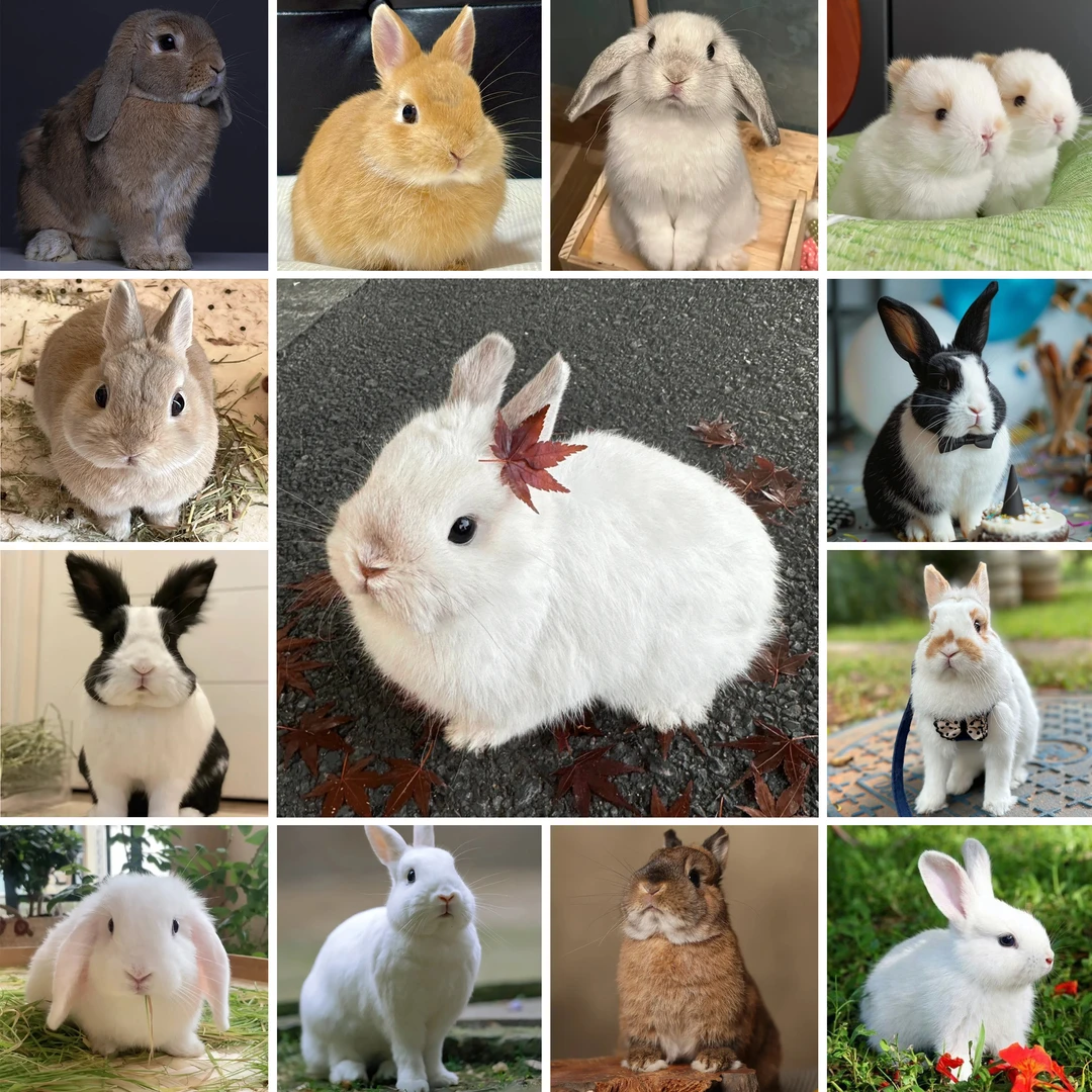 通用宠物活体链接（四）