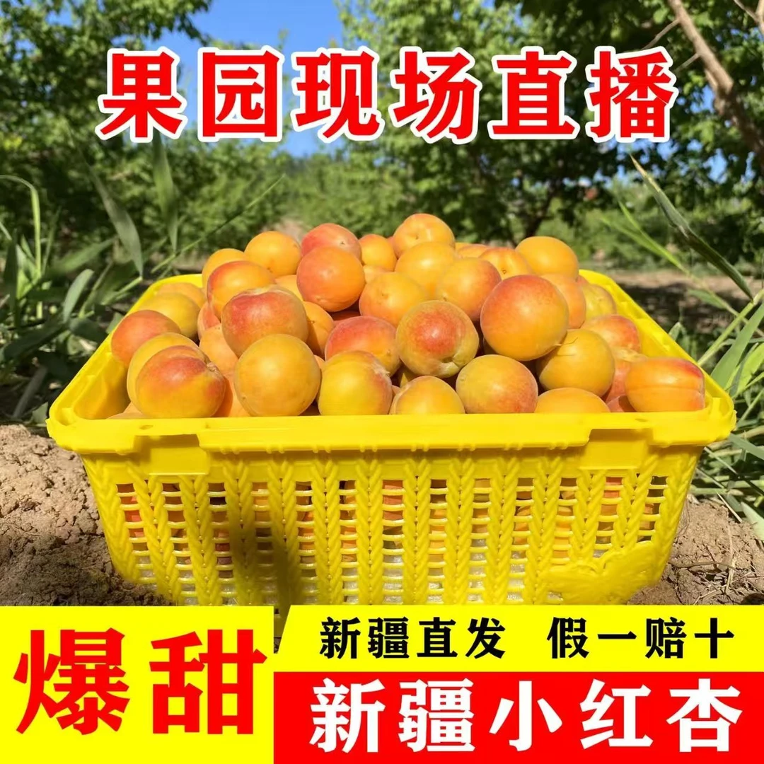 新疆阿拉尔市四团吊干杏现场采摘新鲜杏子软糯香甜【顺丰空运包邮】
