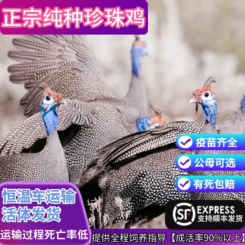 正宗农家散养半斤纯种珍珠鸡活苗半大脱温活体大型观赏鸡苗