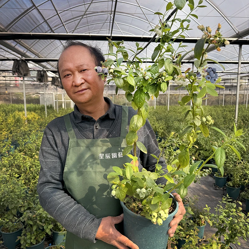 花香蓝莓盆栽果树苗带果发货基地南北方家养带盆土种好蓝莓树果苗