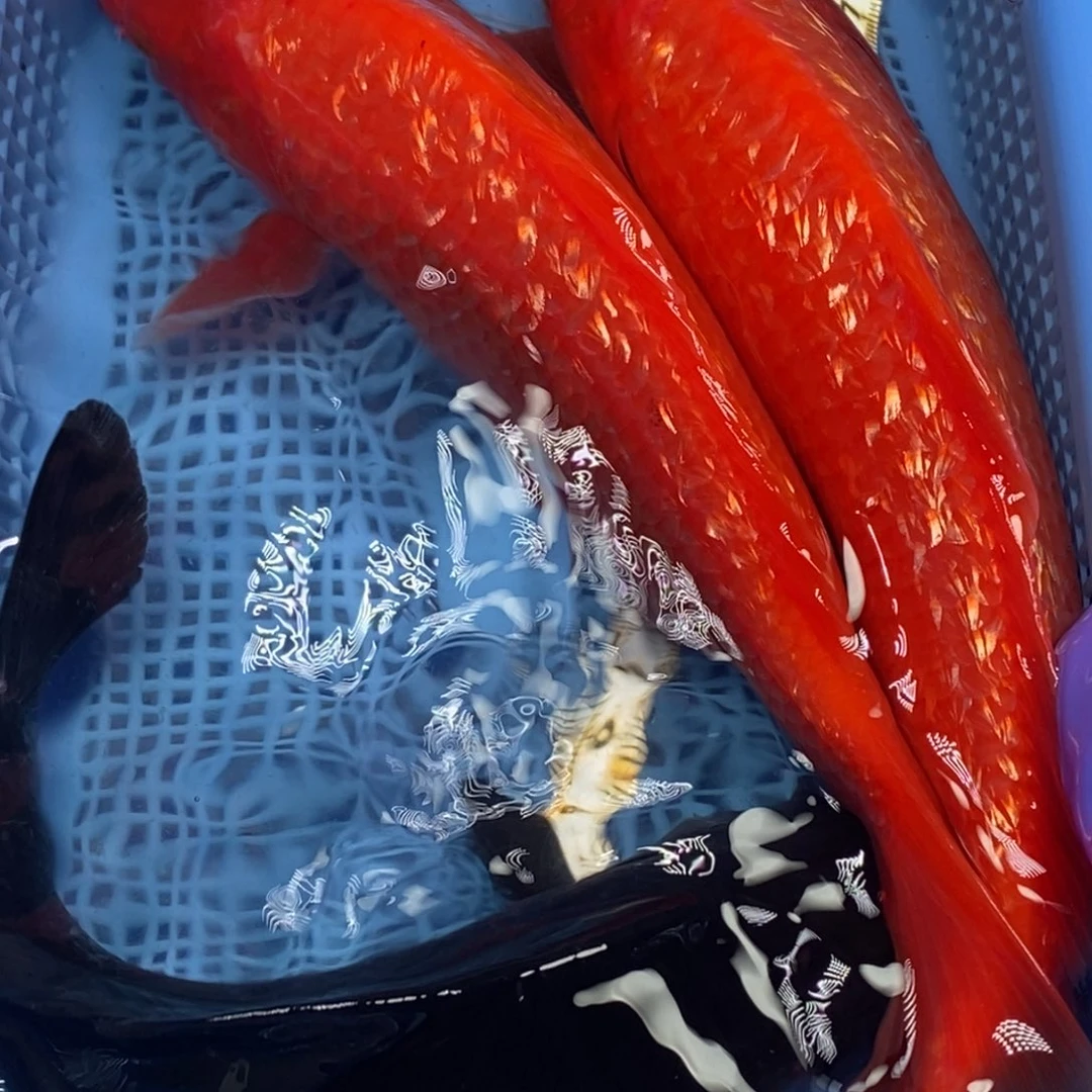 锦鲤冷水錦鯉包郵