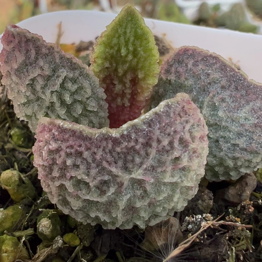 实生新品多肉植物水泡多肉植物