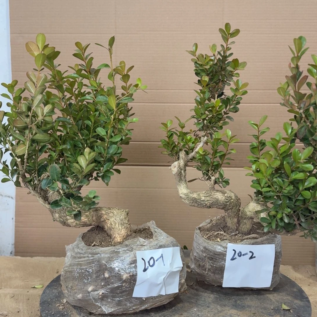 完全开放瓜子黄杨20