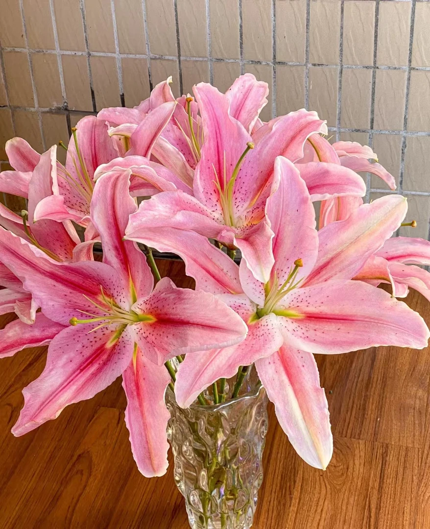 罗蒂 经典 粉色香水百合