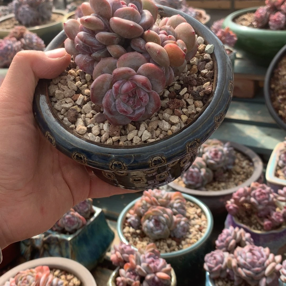 无花朵哈哈哈哈哈哈哈哈50