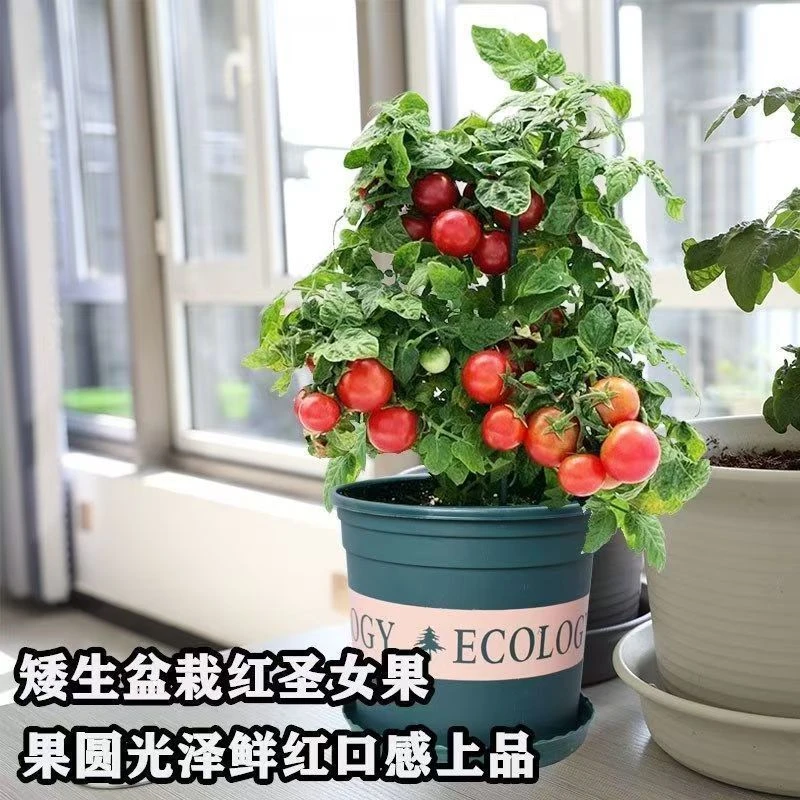 【带盆栽好】矮生番茄苗蔬菜苗红圣女黄圣女盆栽方阳台庭院新手种植