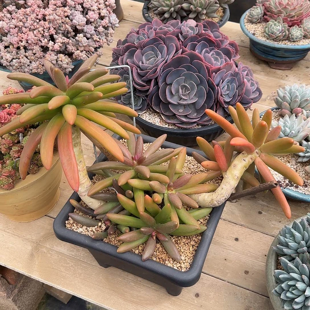 一物一拍，造型椰子树