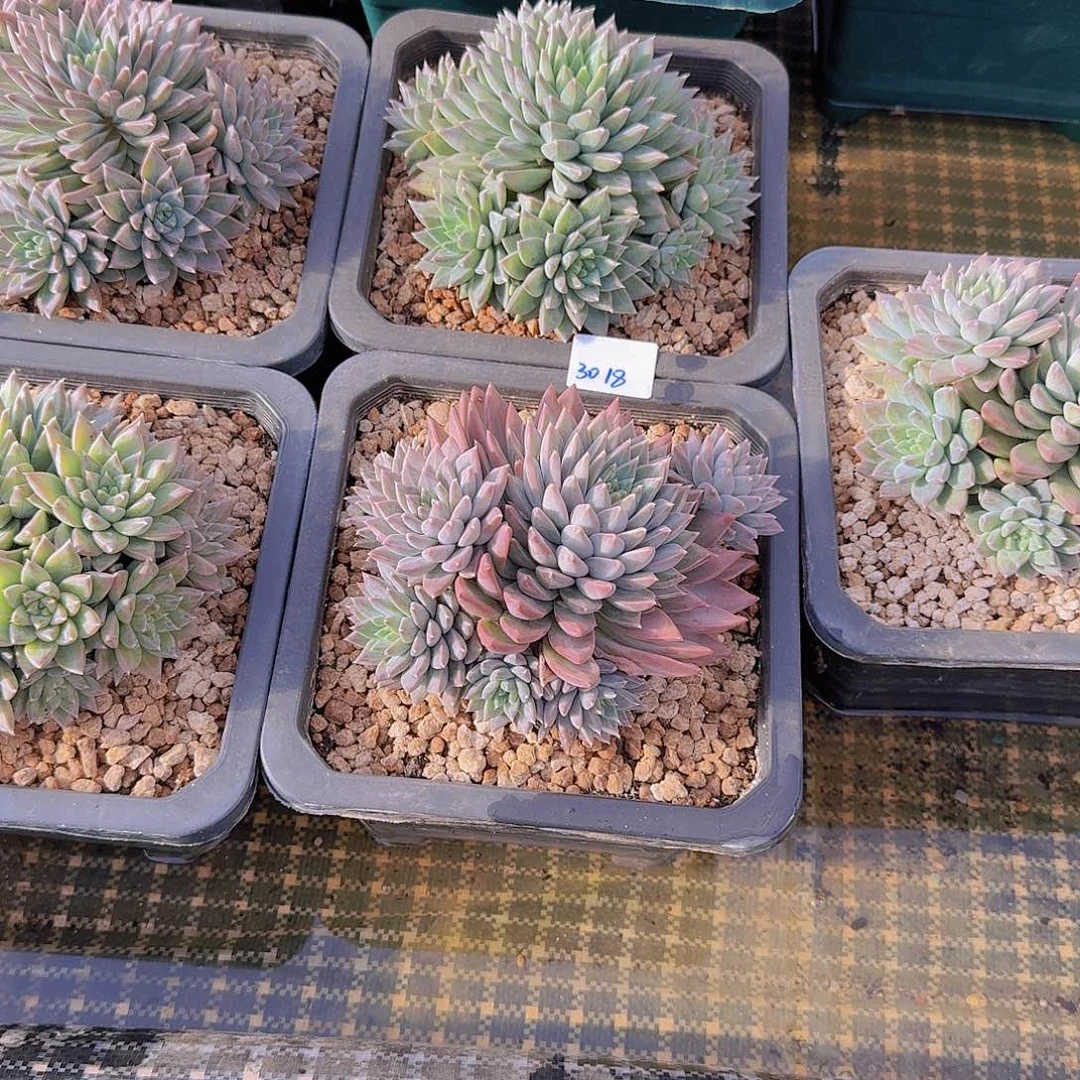 来***张3018美人杂多肉植物5颗