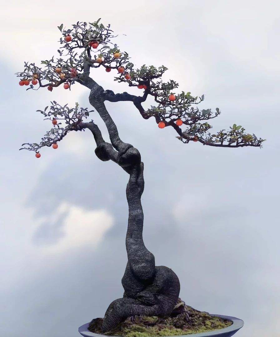 灌木金弹子黄荆，绿植直播间盆景看货，具体以为准，图片仅做参考