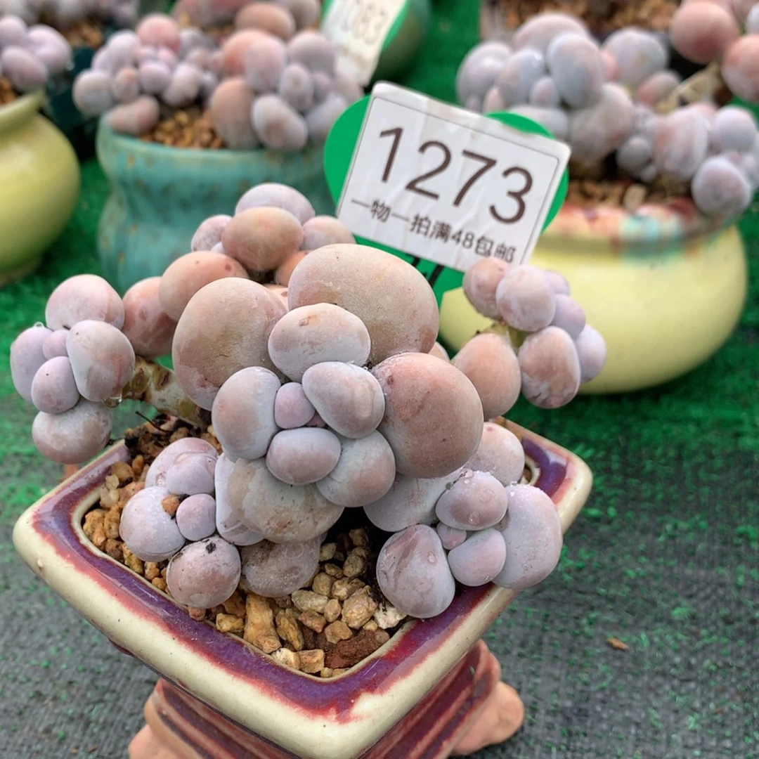 烟美人老桩开播福利1273