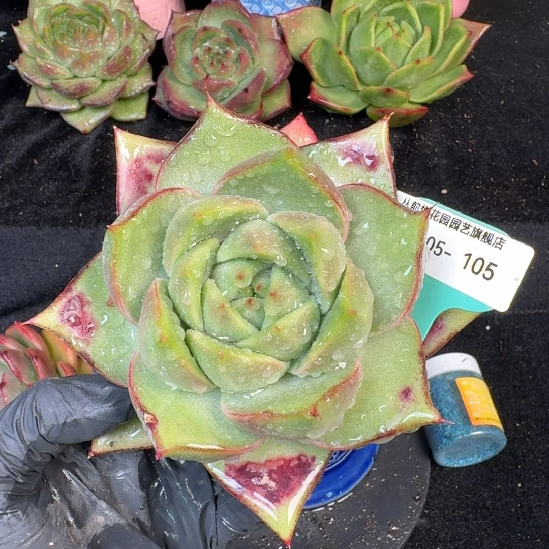 从前慢多肉精选编号1105.105