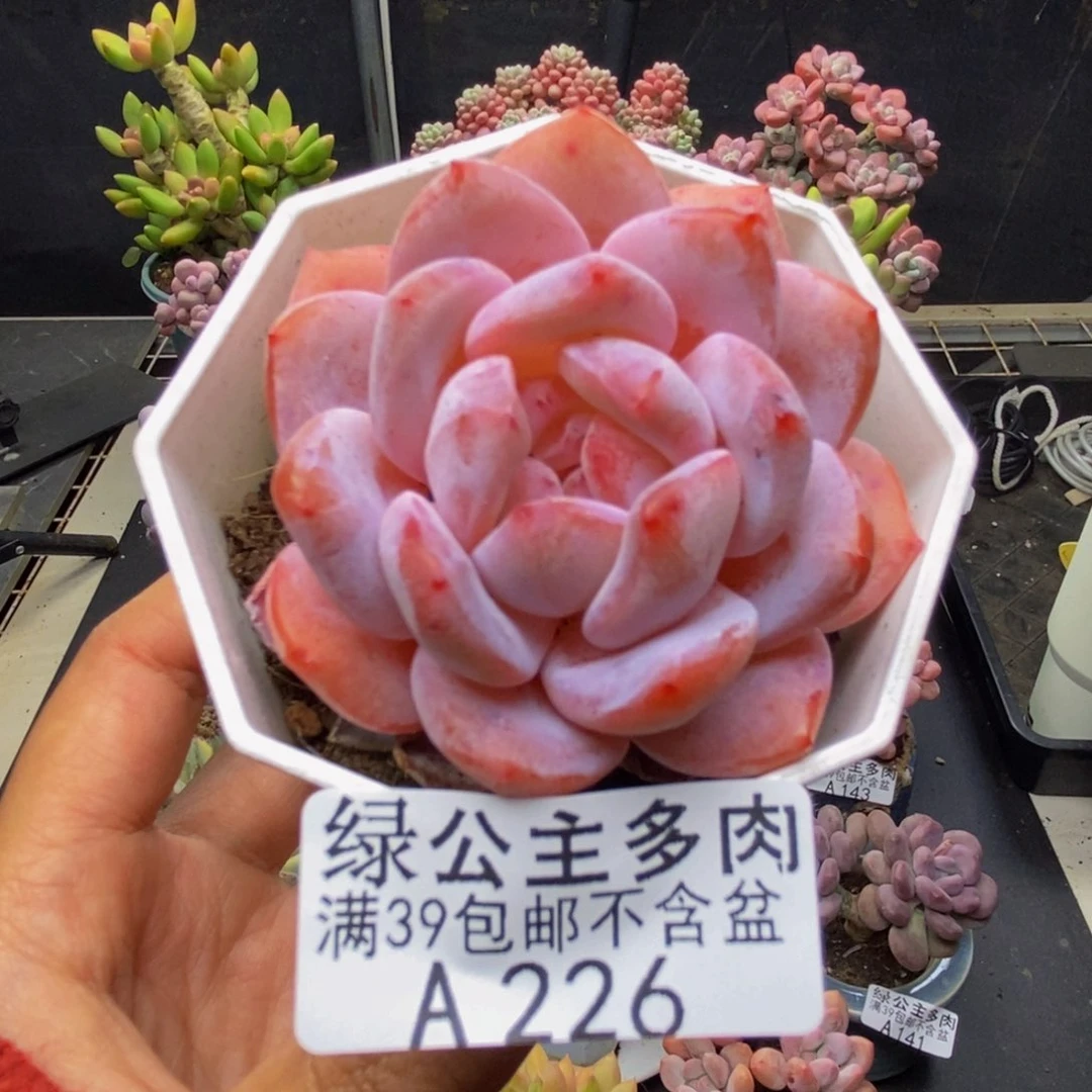 226冰糕多肉肉6c m