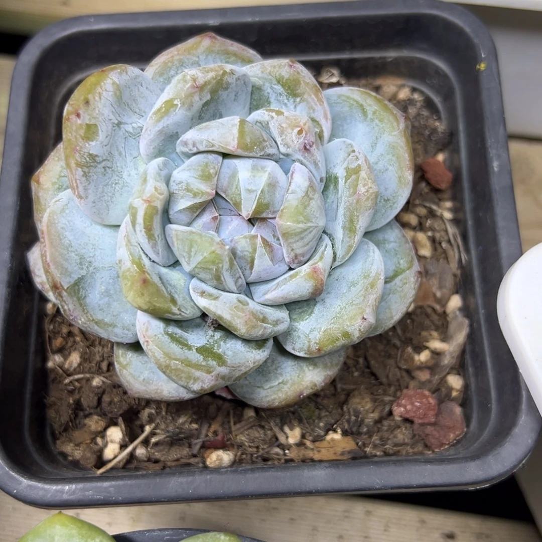 辣***k单头石化辣椒姐专拍