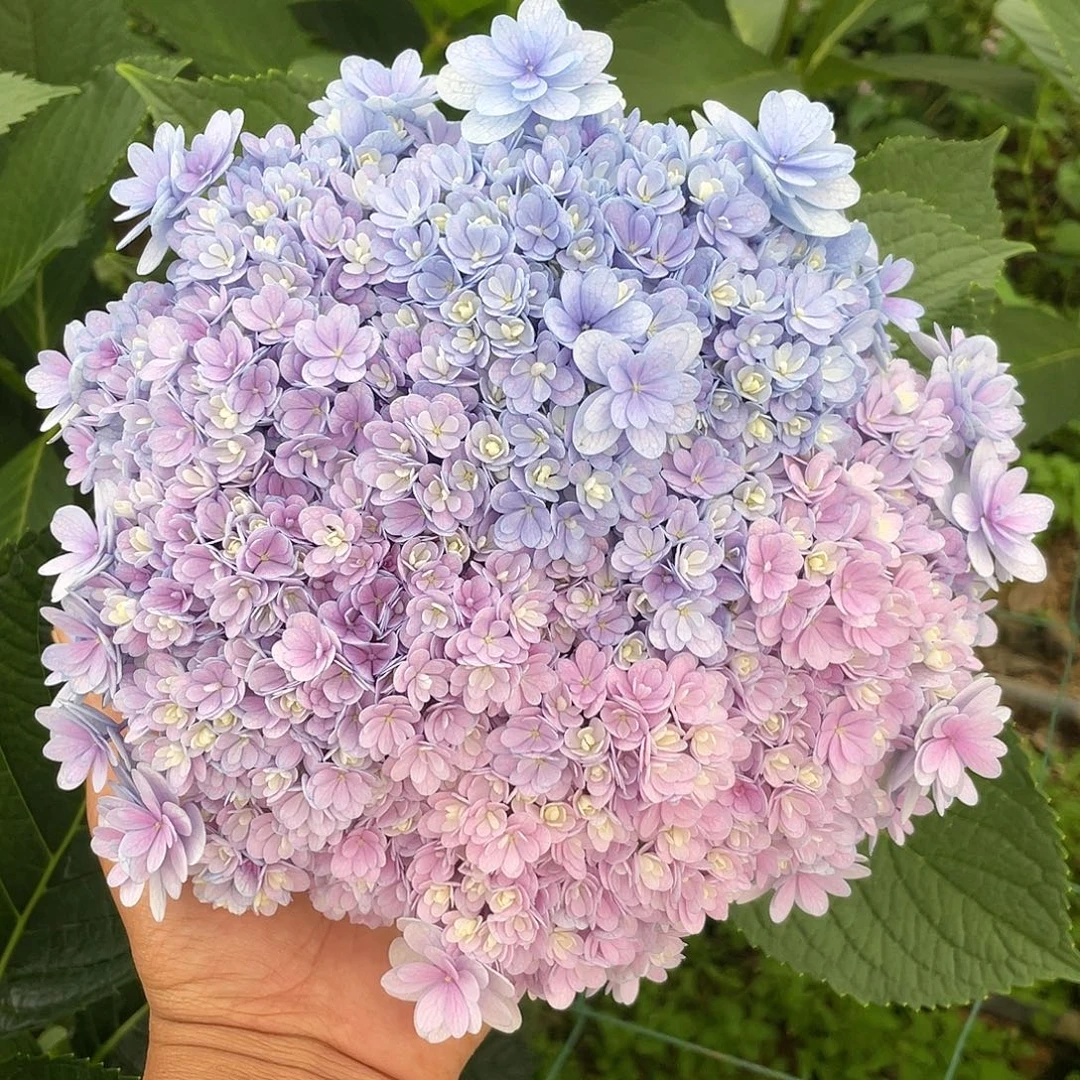 绣球切花一物一拍3枝起包邮，153