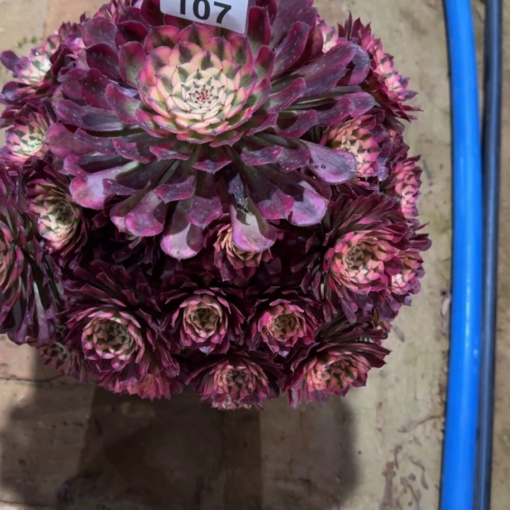 兔***艳红铜超白107肉肉