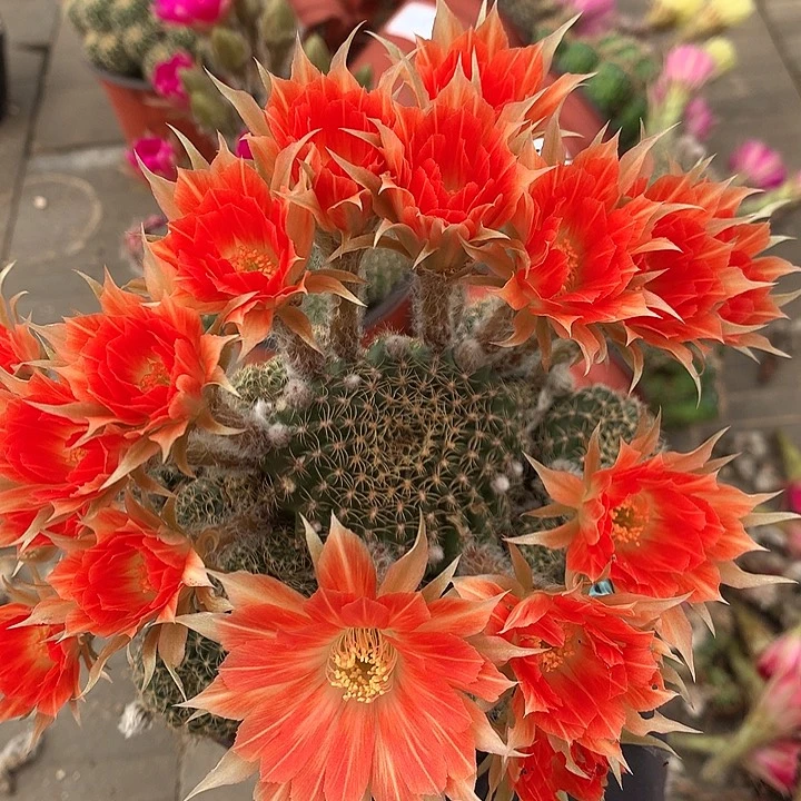 3140落地自根丽花8厘米盆