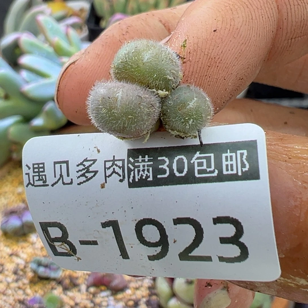 多肉植物11111111111111
