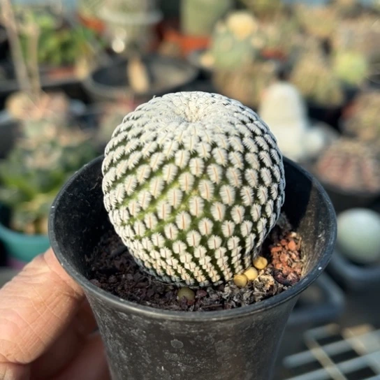 当前无花栽培后可以开花实生白斜子开播福利