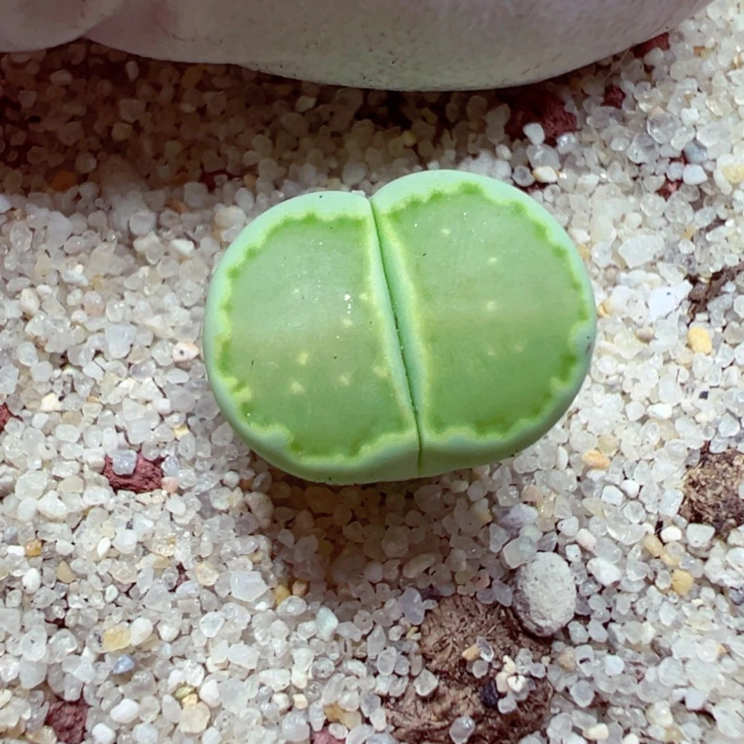 完全开放优秀的肉肉604-10