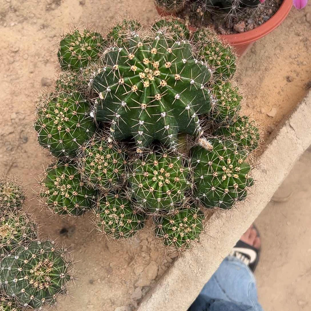 无花朵M*实生大彩草4567888