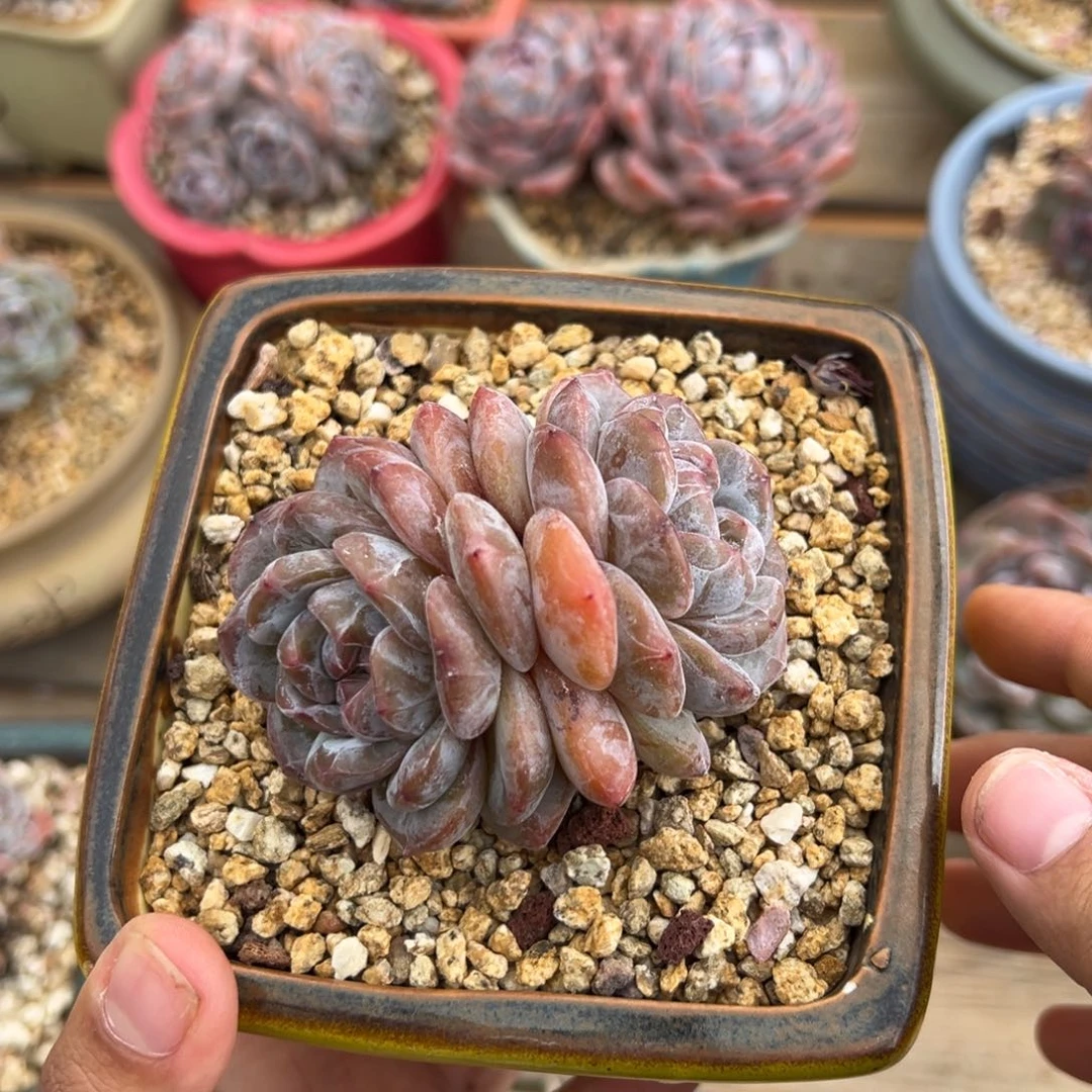 真的累了哈哈哈哈哈