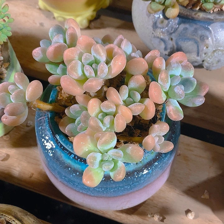 香芋群13 公分一物一拍