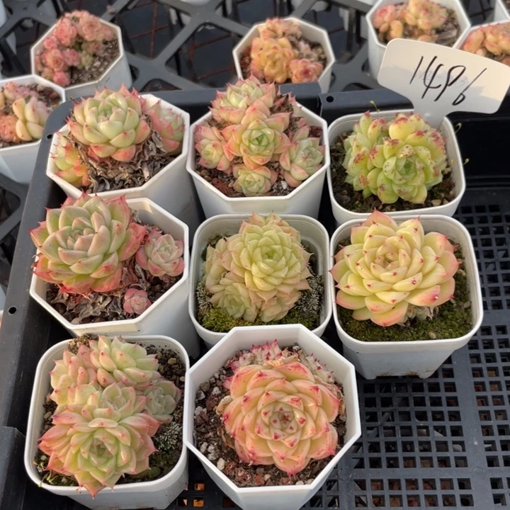 不包整散 盆子不售后1496