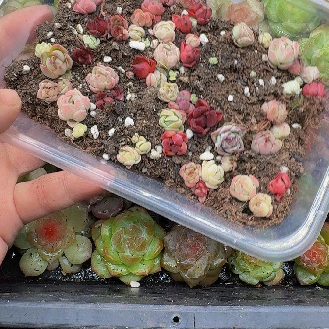 多肉植物多肉植物664