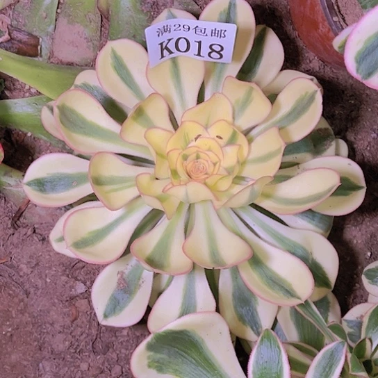 018艳姿多肉植物