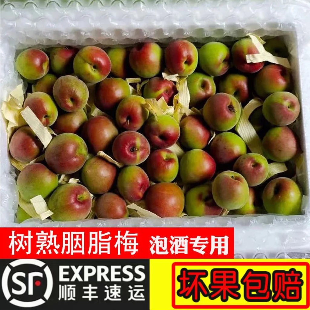 【顺丰/胭脂梅】胭脂红梅现摘青梅鲜果酸梅子高山野生泡酒酵素1/5斤