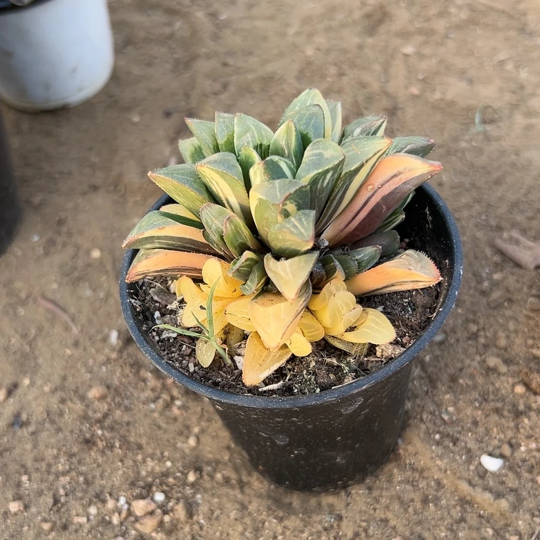 多肉植物姬寿锦群