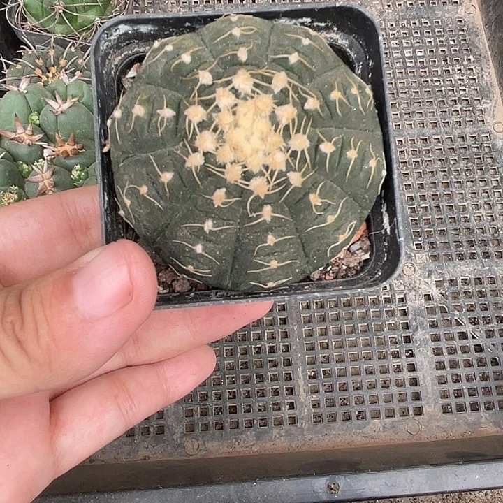 083拉根仙人球植物