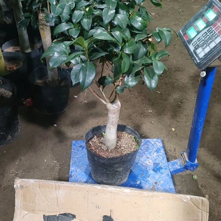 613洒金宝珠，原盆原土发货，不包邮