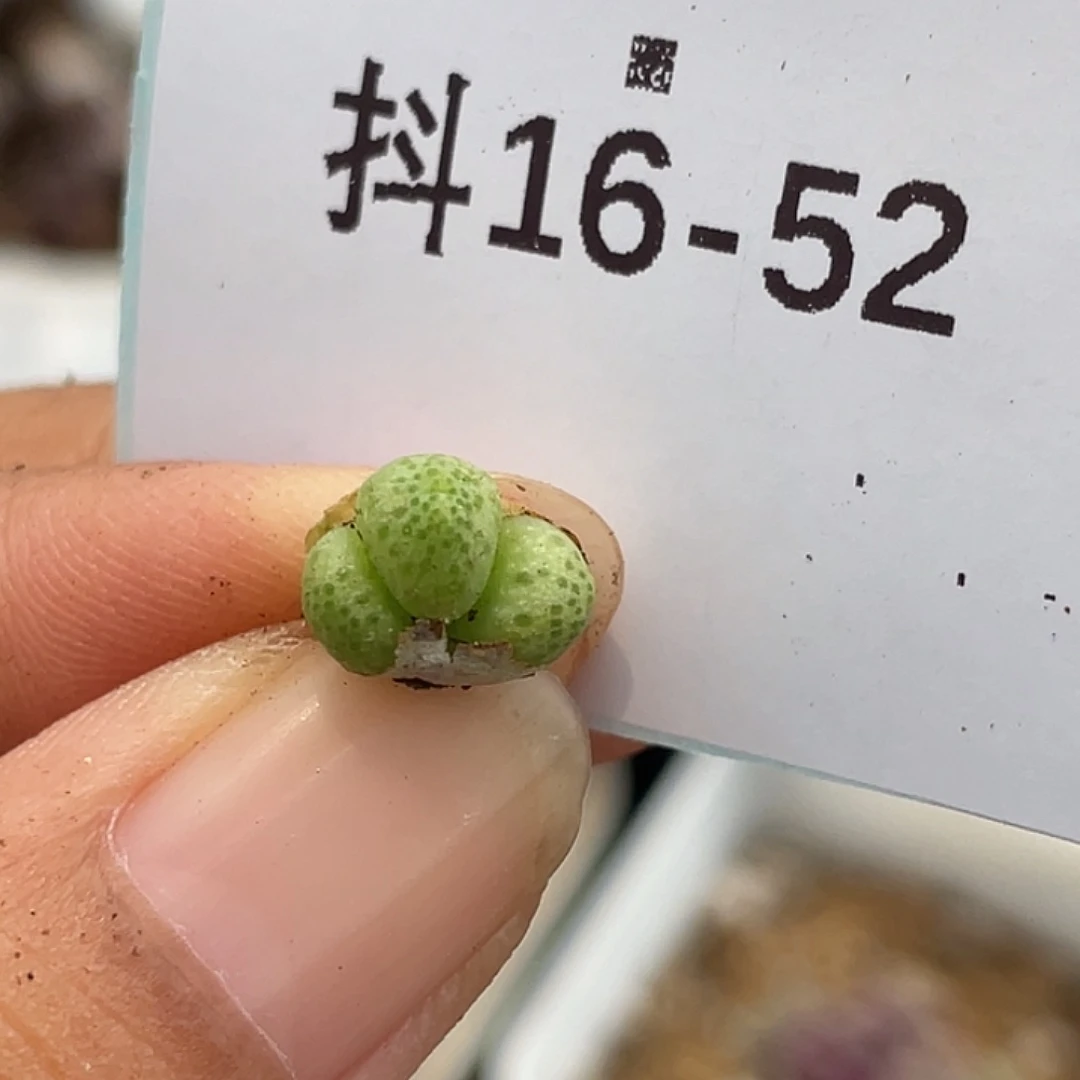 16-52草莓斑马苗多肉植物