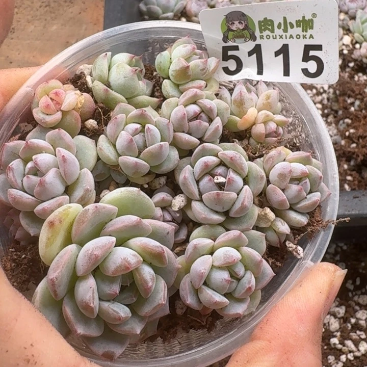 多肉植物多肉植物