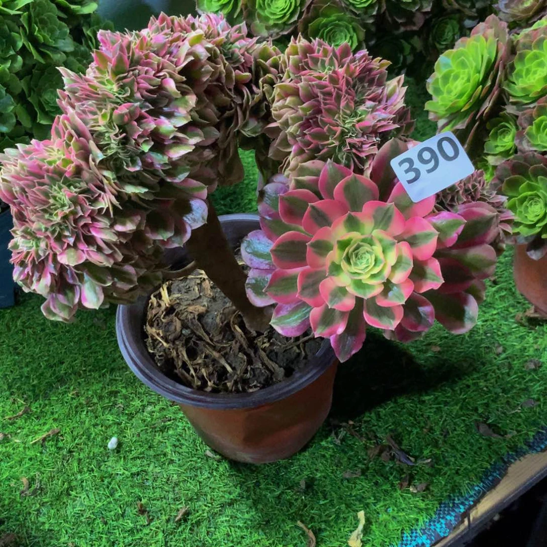 【闪购商品】经***，39000000000000000