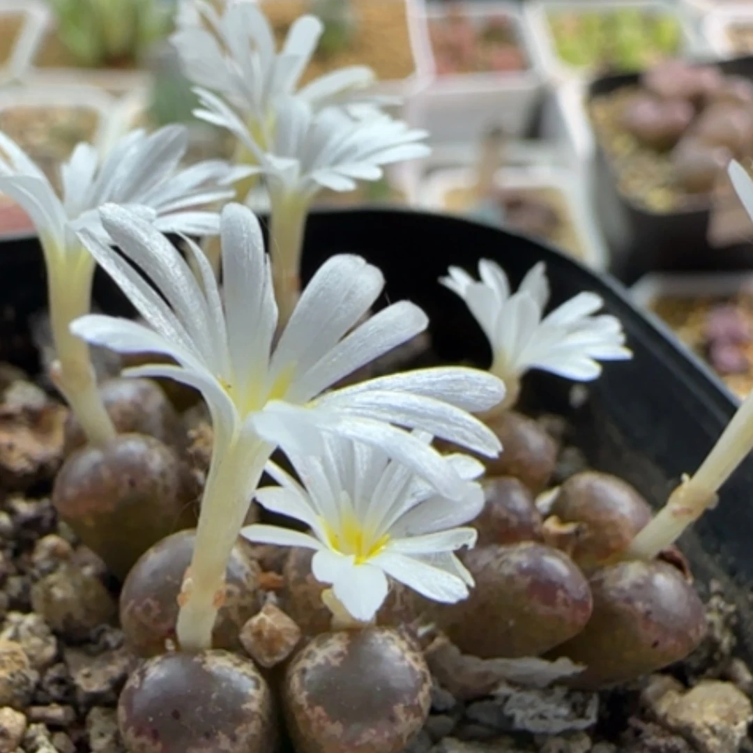 【闪购商品】13824