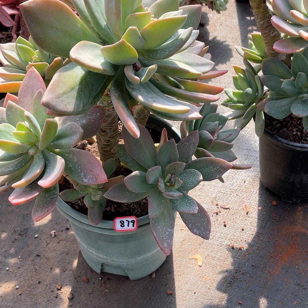 879芒果美人 一物一拍多肉