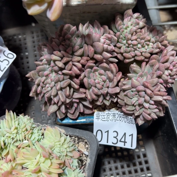 幸运的是我还在努力幸运