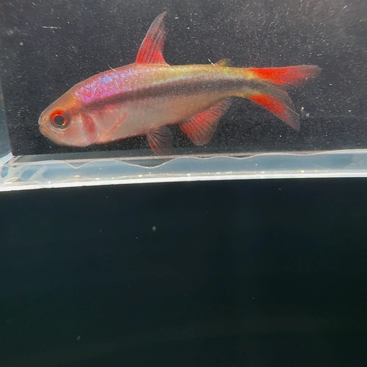 灯科鱼左下缸1皇室青3.5厘米一条